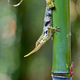 Illustration for article titled This freaky looking lizard was thought to be extinct for 50 years